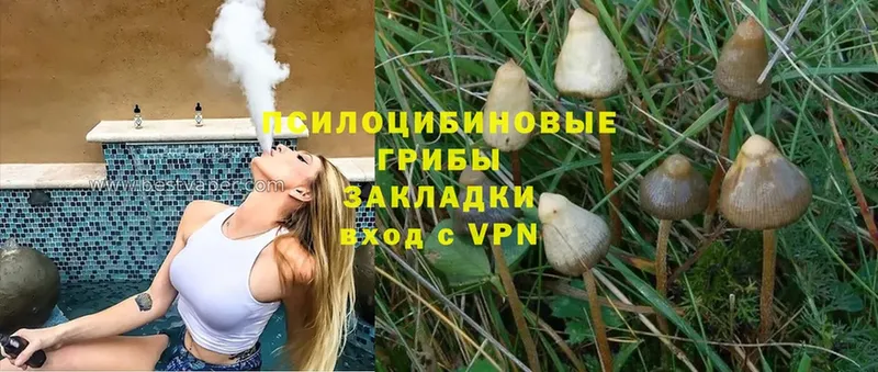 купить наркотики цена  сайты даркнета телеграм  Псилоцибиновые грибы Magic Shrooms  Аркадак 